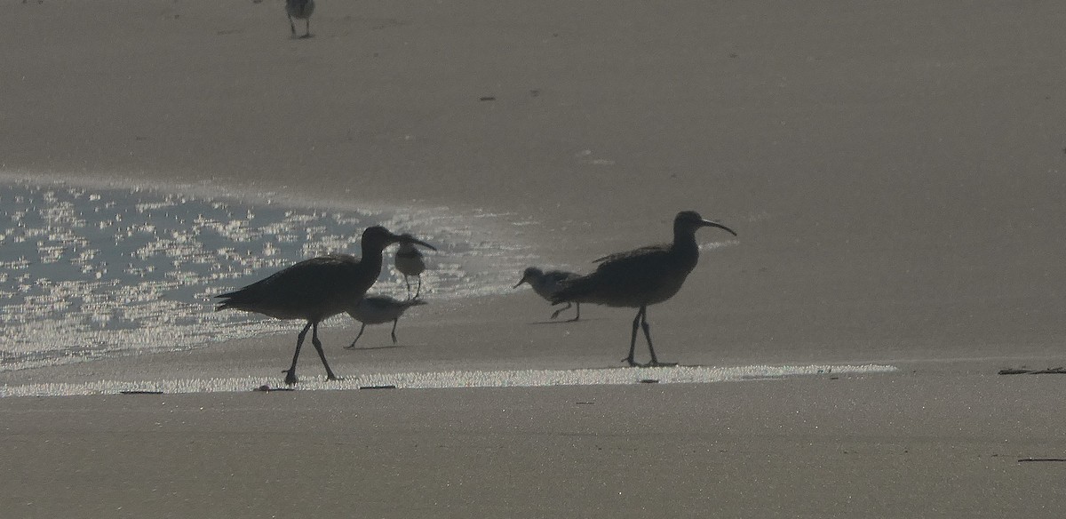Whimbrel - ML642345850