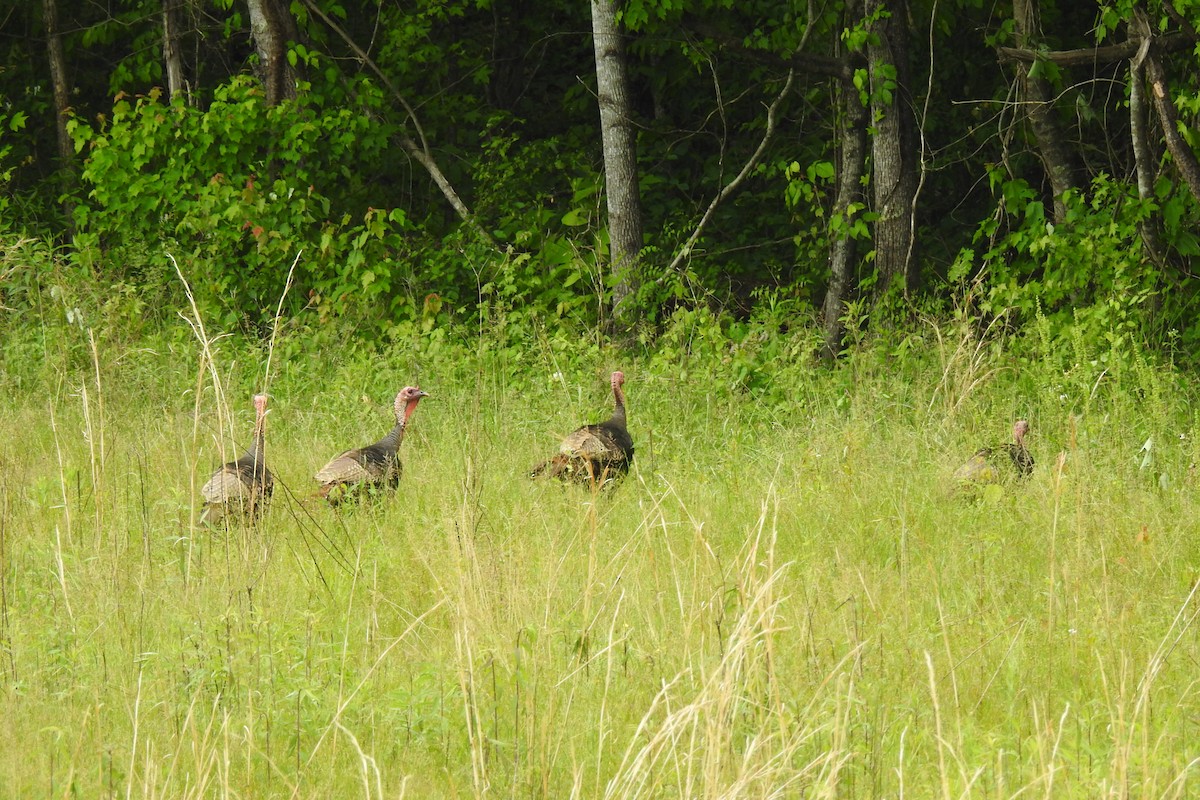 Wild Turkey - ML642345856