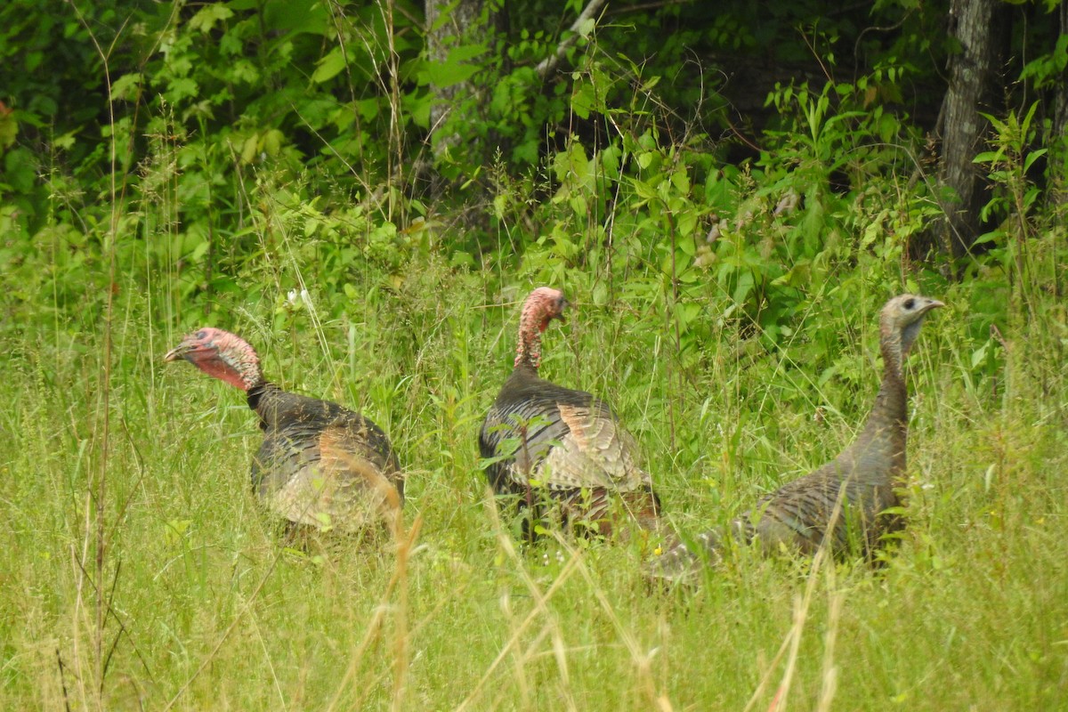 Wild Turkey - ML642345857