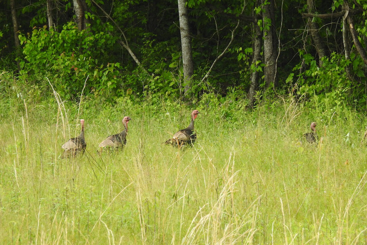 Wild Turkey - ML642345858