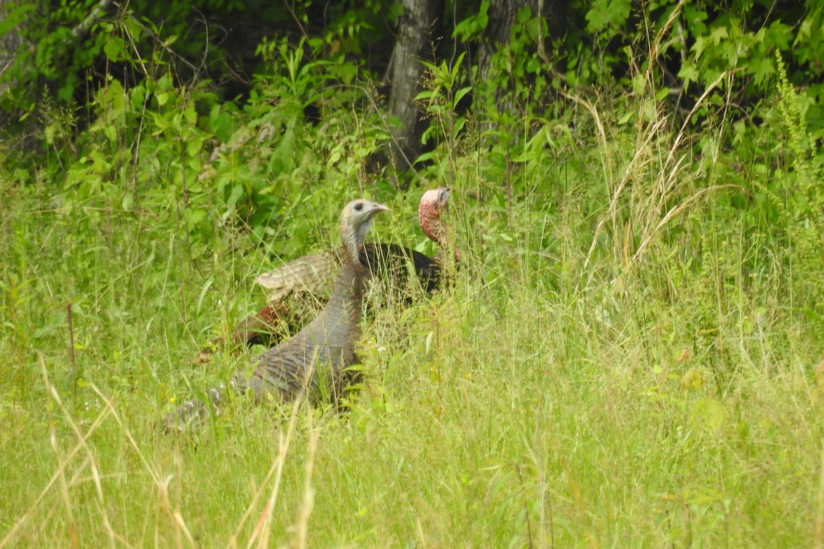 Wild Turkey - ML642345859