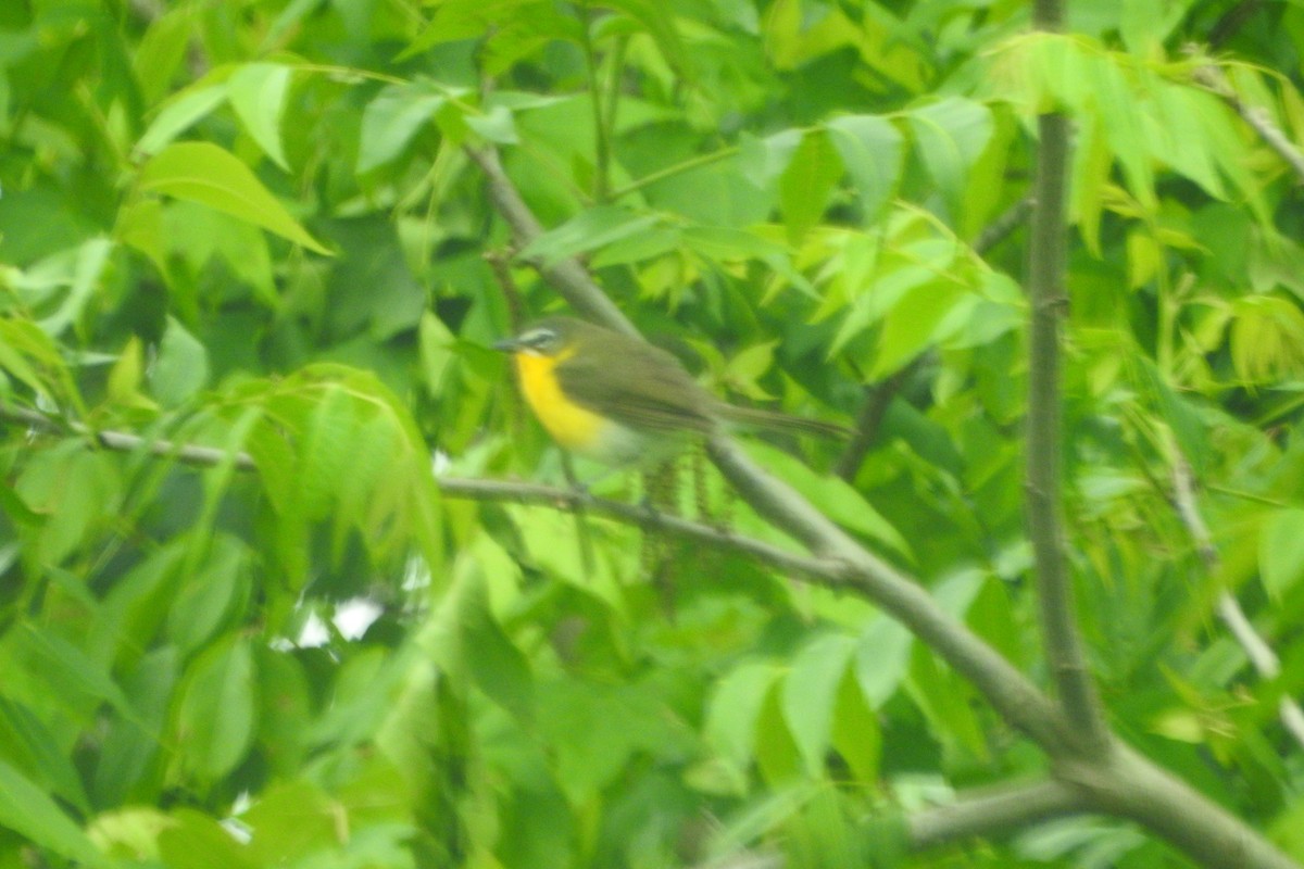 Yellow-breasted Chat - ML642345869