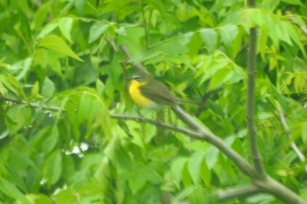 Yellow-breasted Chat - ML642345870