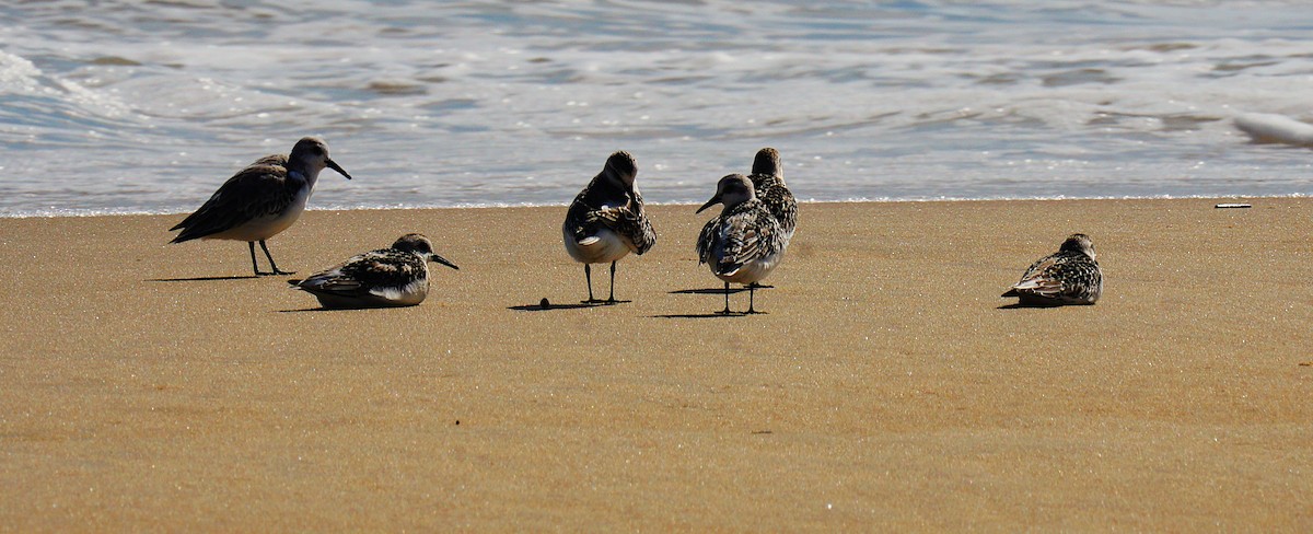 Sanderling - ML642345873