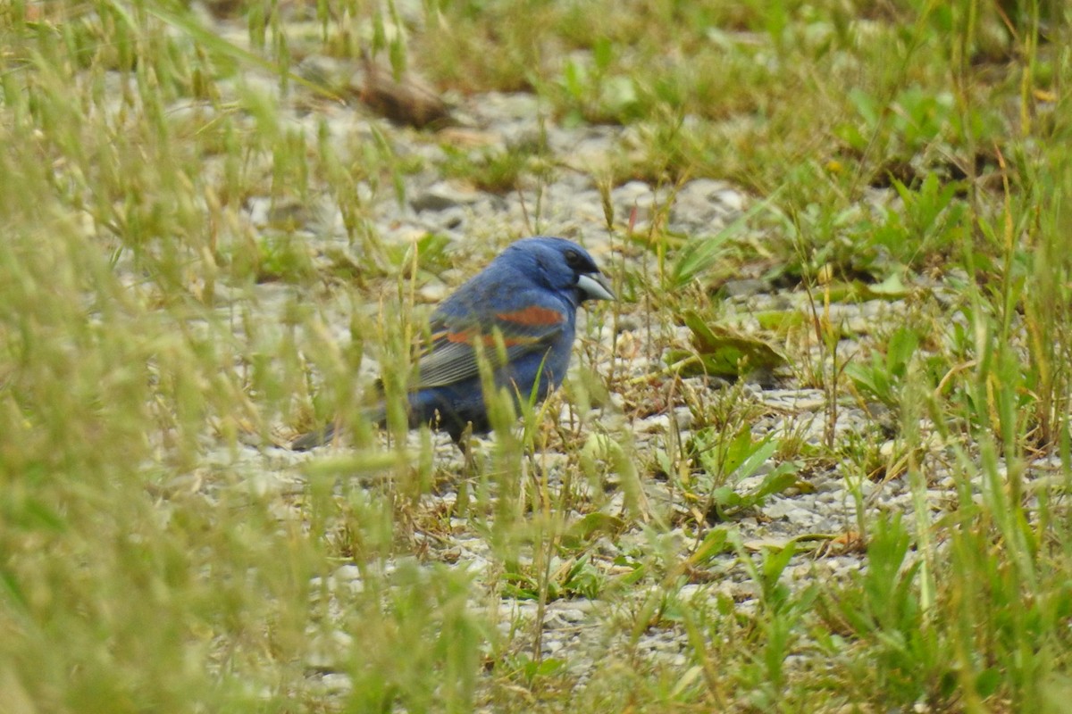 Blue Grosbeak - ML642345878
