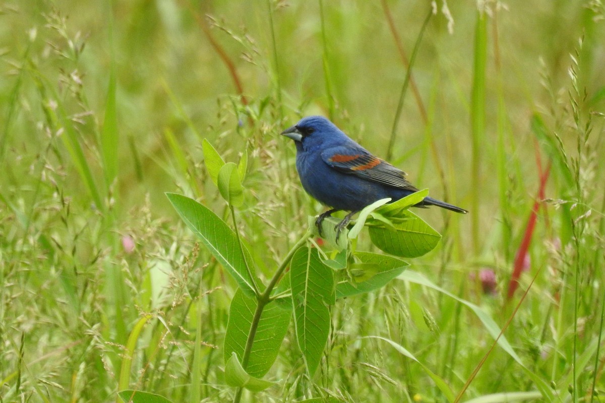 Blue Grosbeak - ML642345879