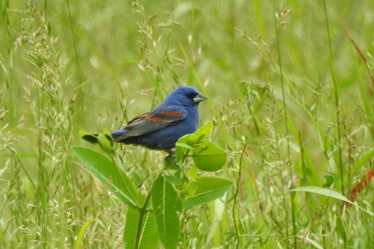 Blue Grosbeak - ML642345880