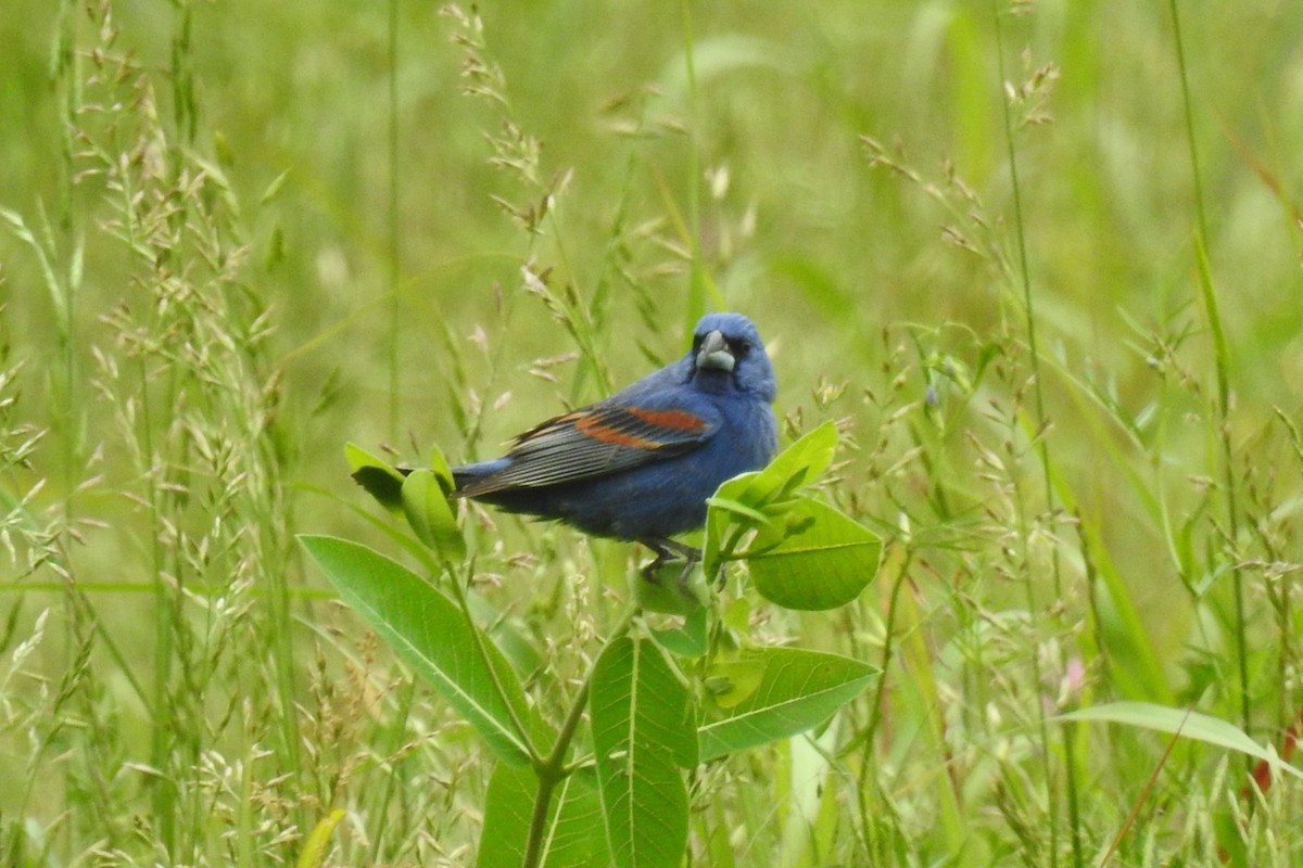 Blue Grosbeak - ML642345881