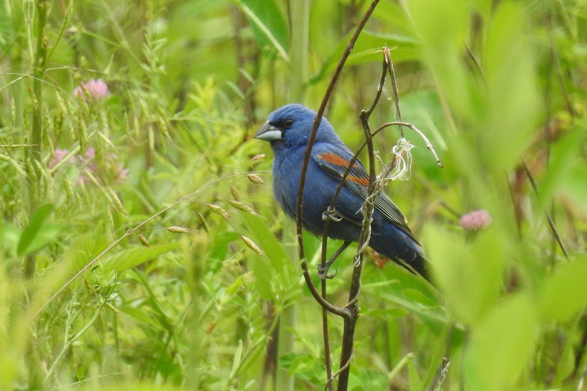 Blue Grosbeak - ML642345882