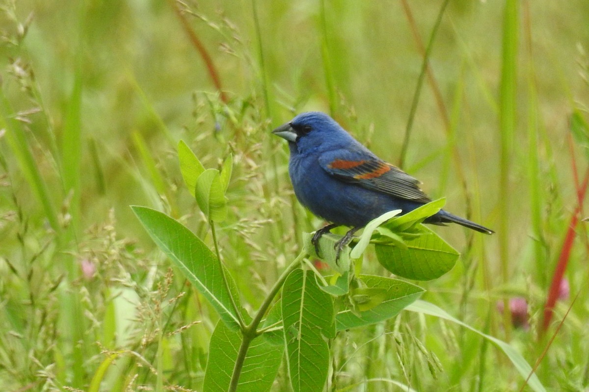 Blue Grosbeak - ML642345883