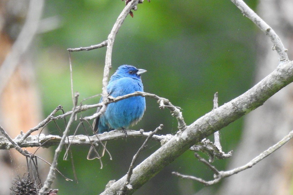 Indigo Bunting - ML642345885