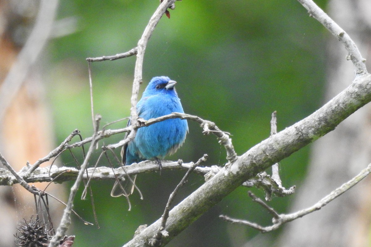 Indigo Bunting - ML642345886