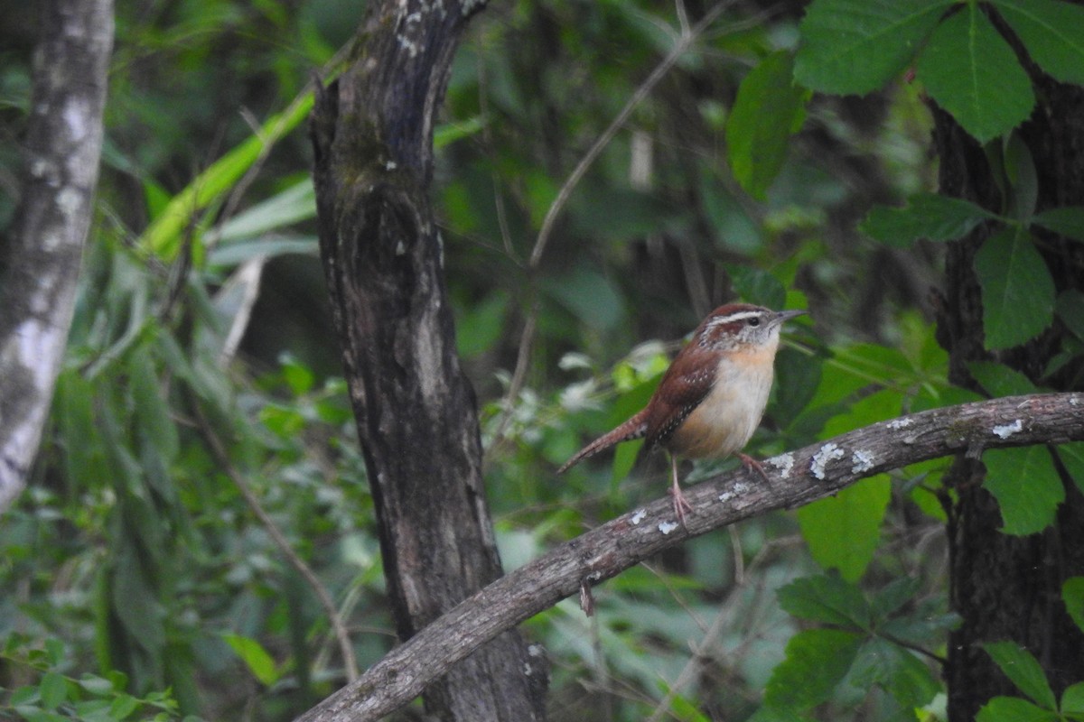 Carolina Wren - ML642345893