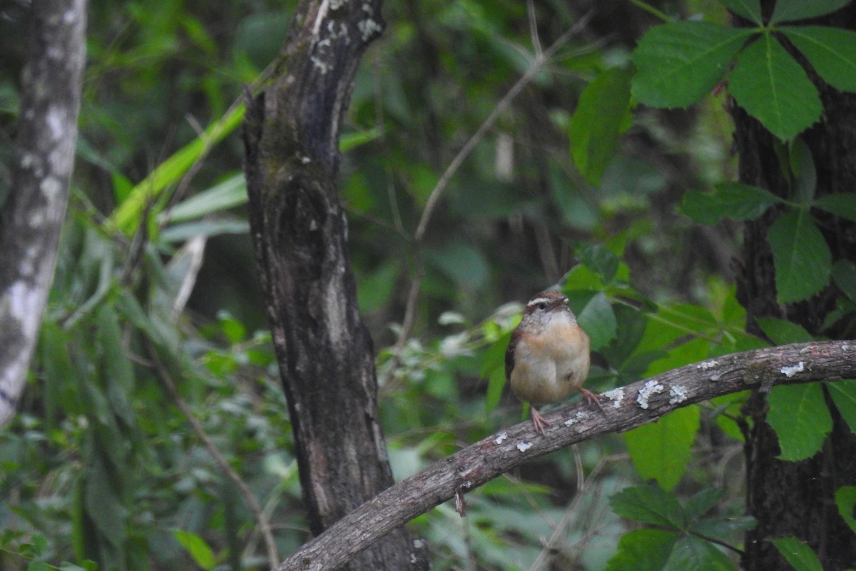 Carolina Wren - ML642345894