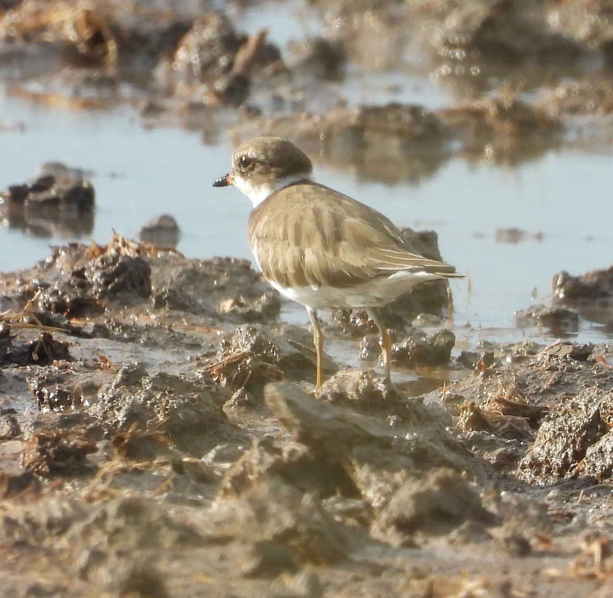 Semipalmated Plover - ML642345898