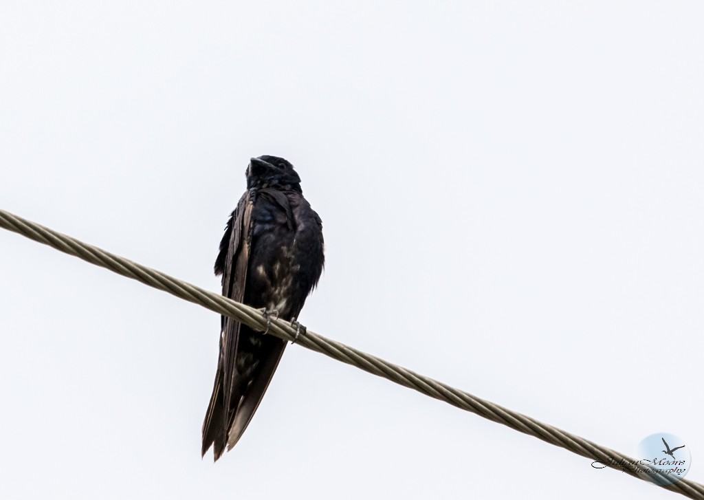 Cuban Martin - ML642345903