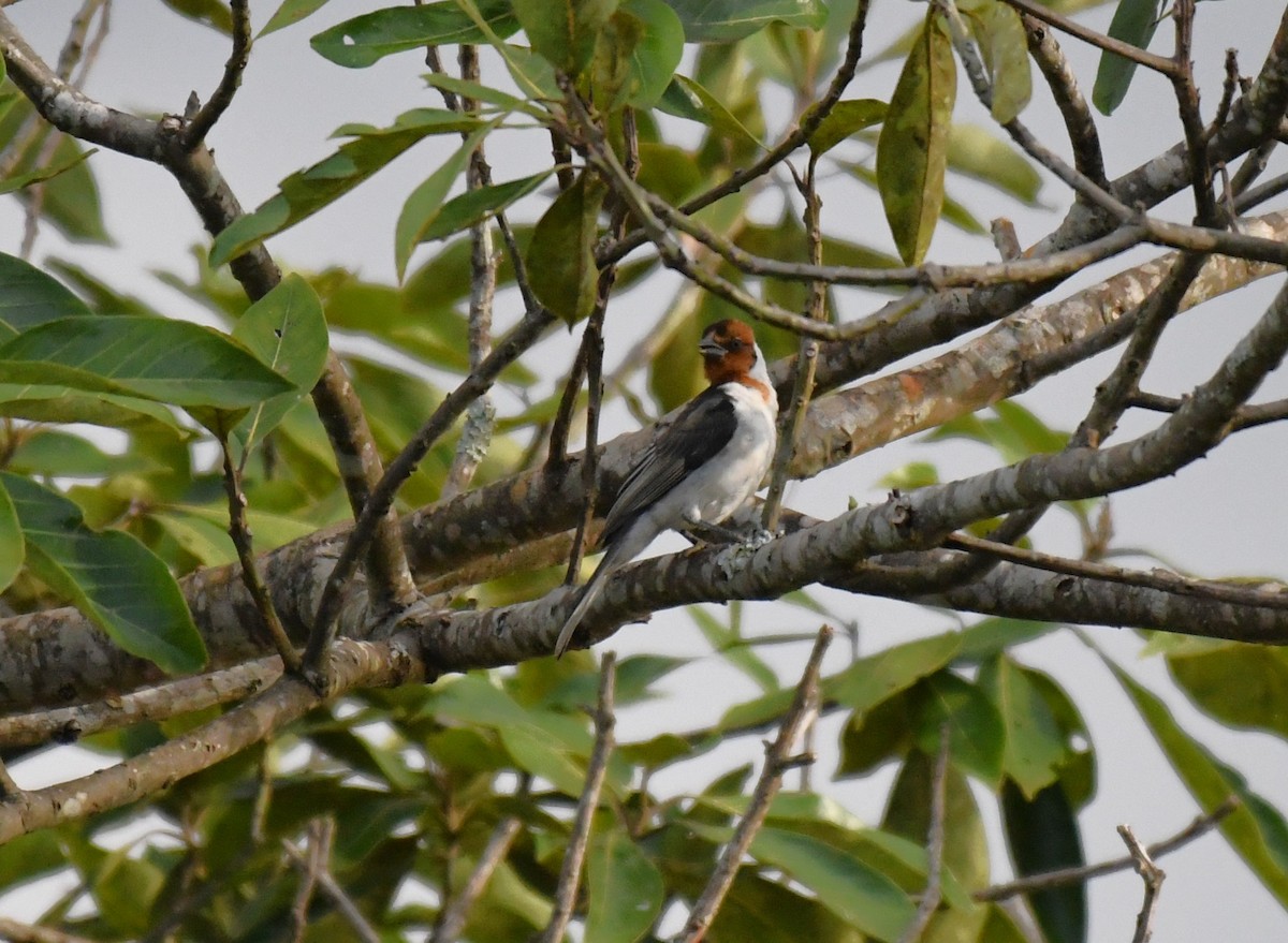 Red-cowled Cardinal - ML642345920