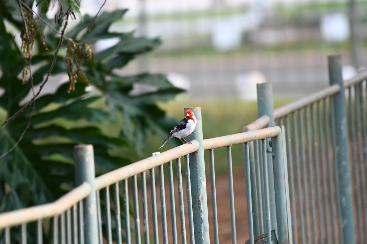 Red-cowled Cardinal - ML642345922