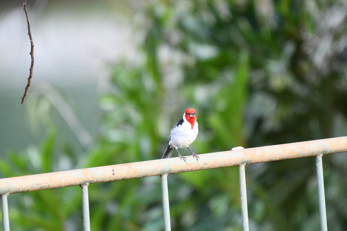 Red-cowled Cardinal - ML642345924