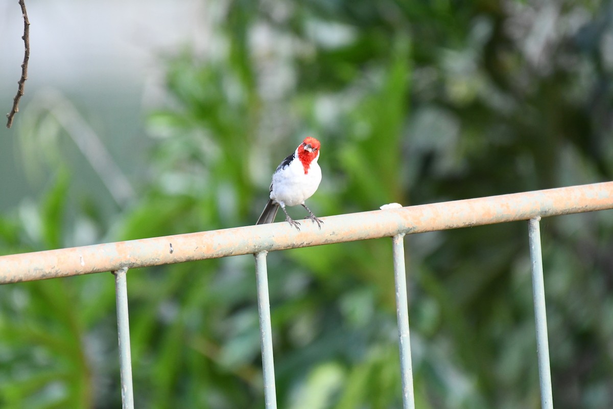 Red-cowled Cardinal - ML642345925