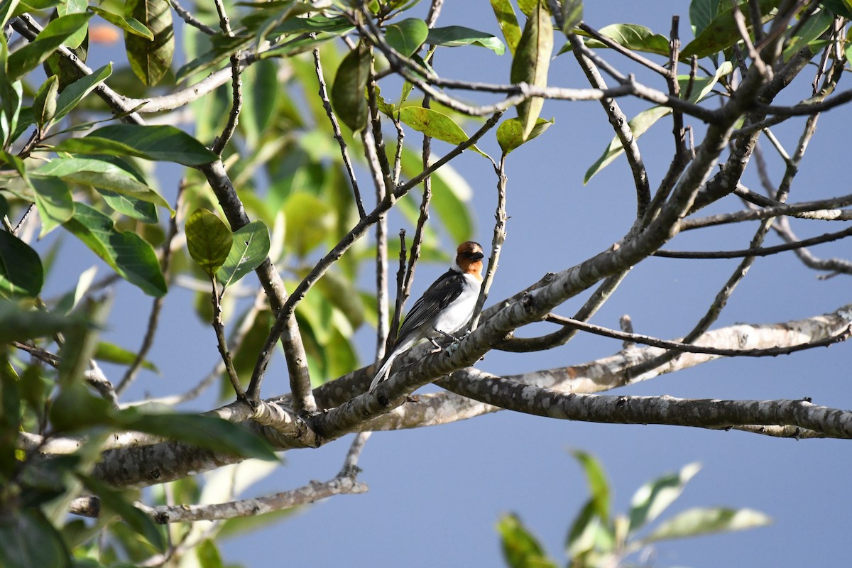 Red-cowled Cardinal - ML642345926