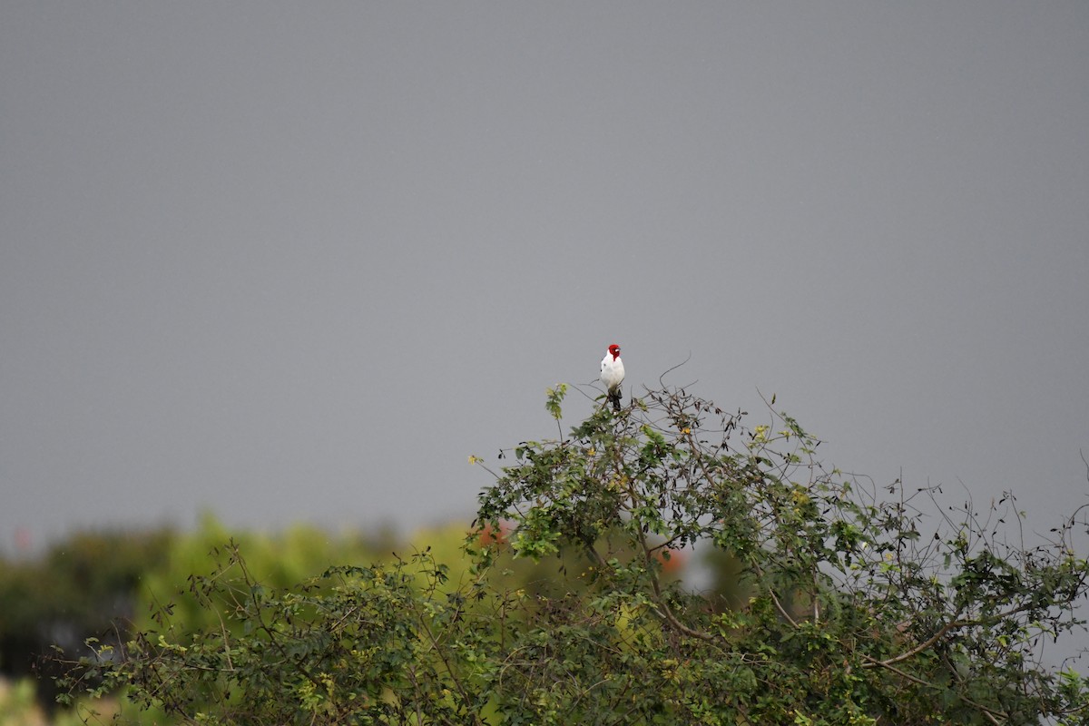 Red-cowled Cardinal - ML642345927