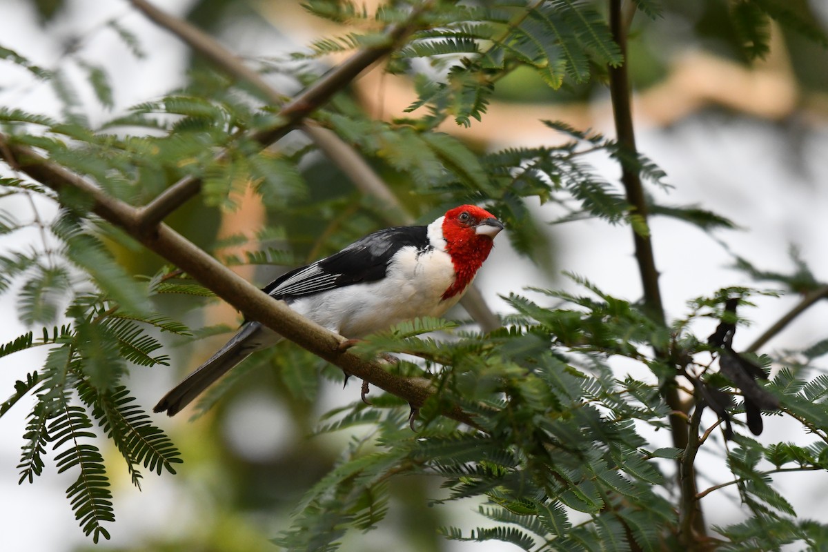 Red-cowled Cardinal - ML642345928