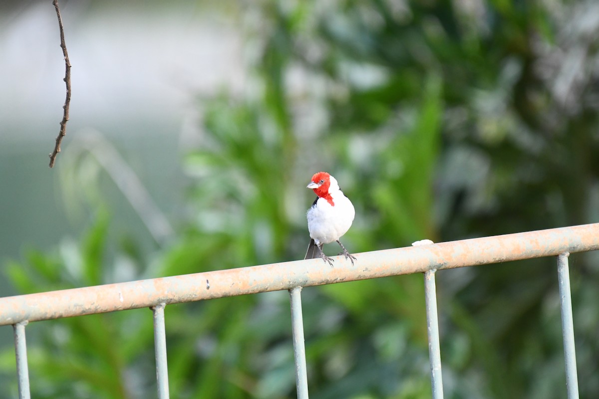 Red-cowled Cardinal - ML642345929
