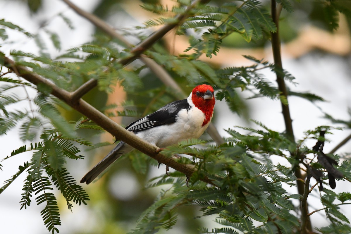 Red-cowled Cardinal - ML642345930