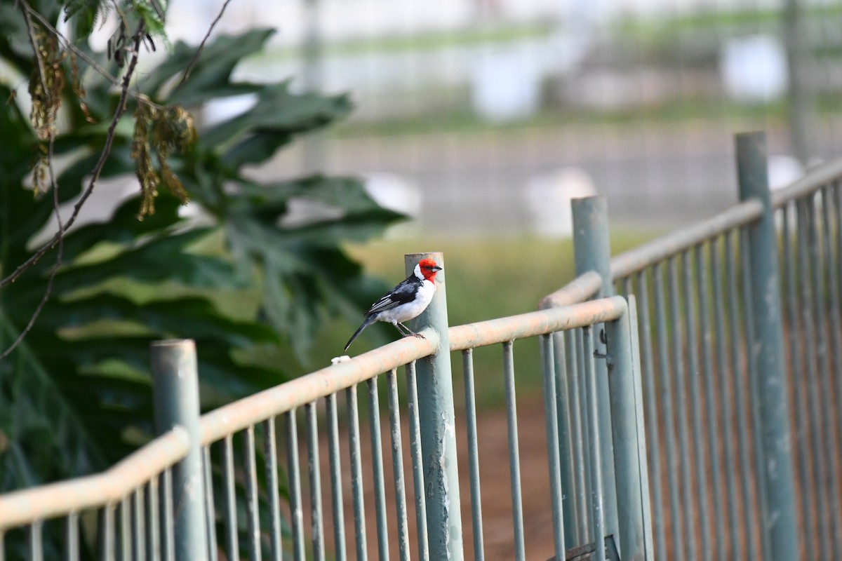 Red-cowled Cardinal - ML642345932