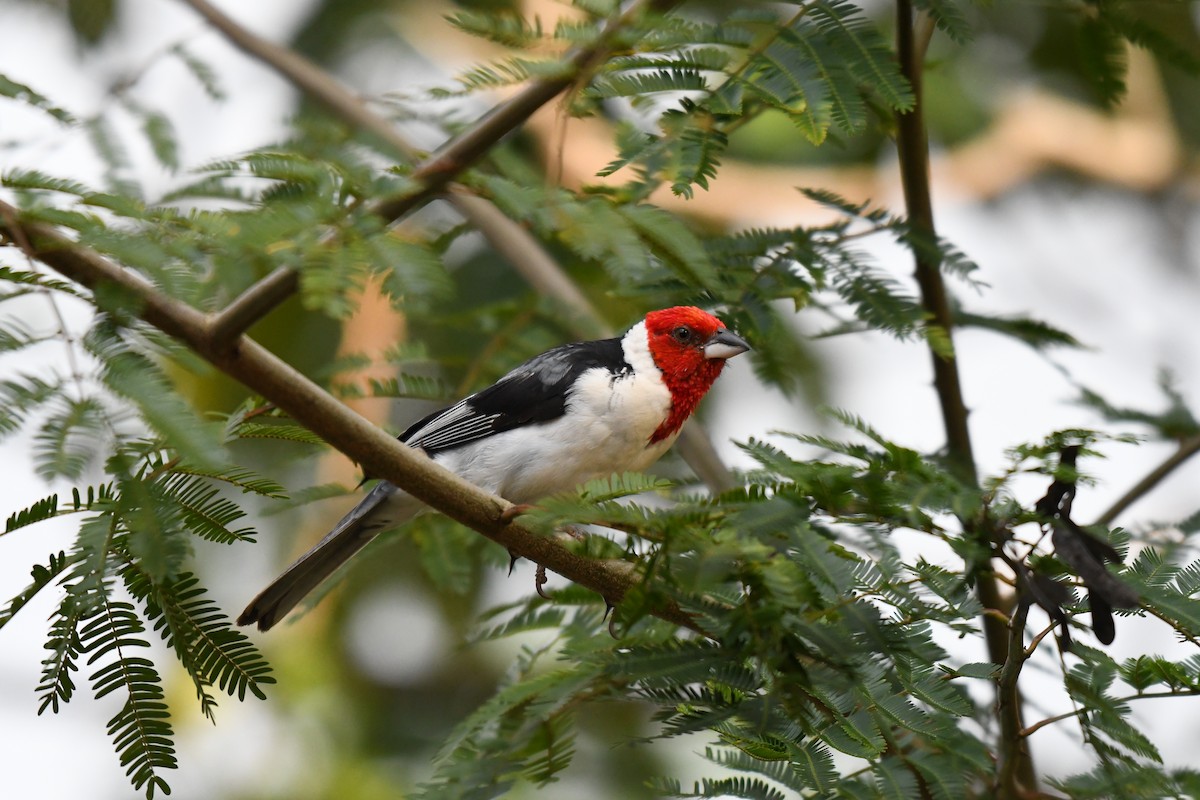 Red-cowled Cardinal - ML642345933