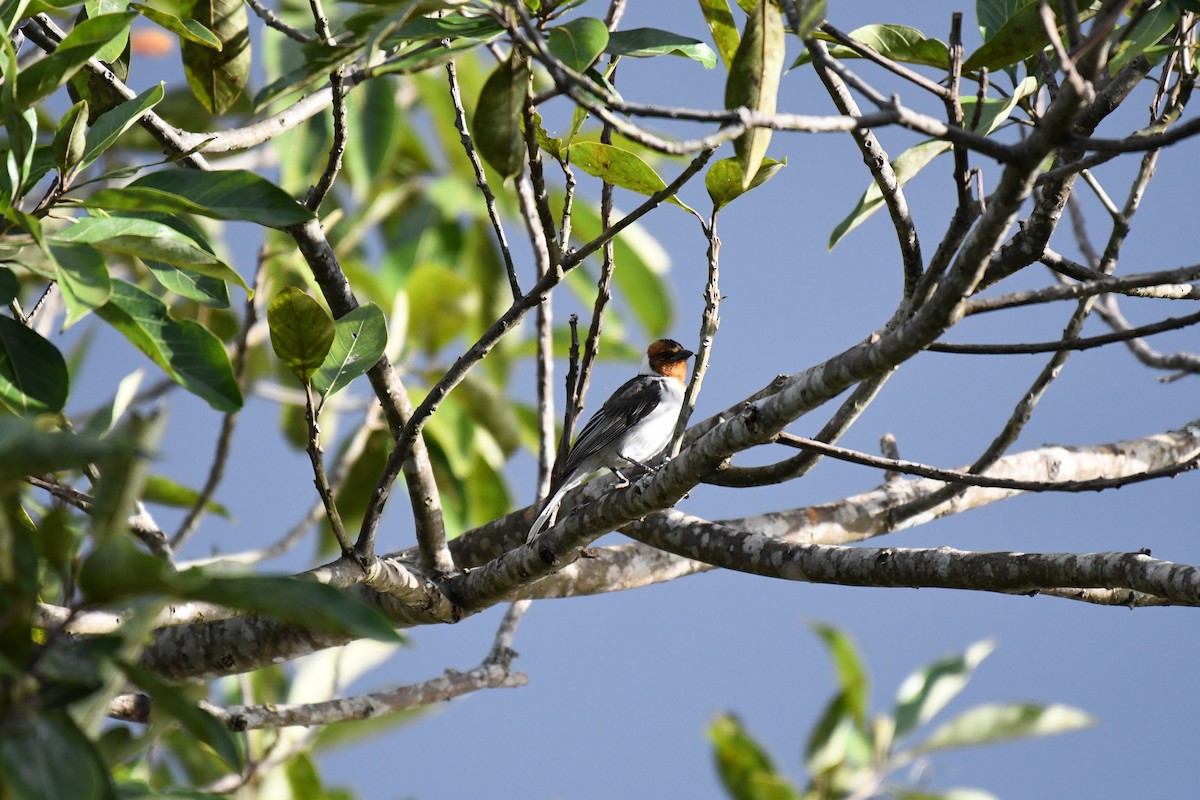 Red-cowled Cardinal - ML642345934