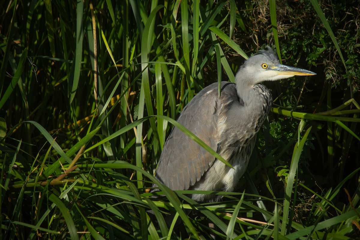 Gray Heron - ML642345936