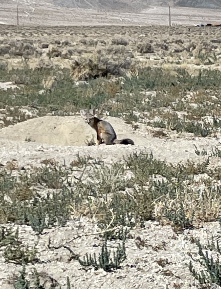 Kit Fox - ML642345960