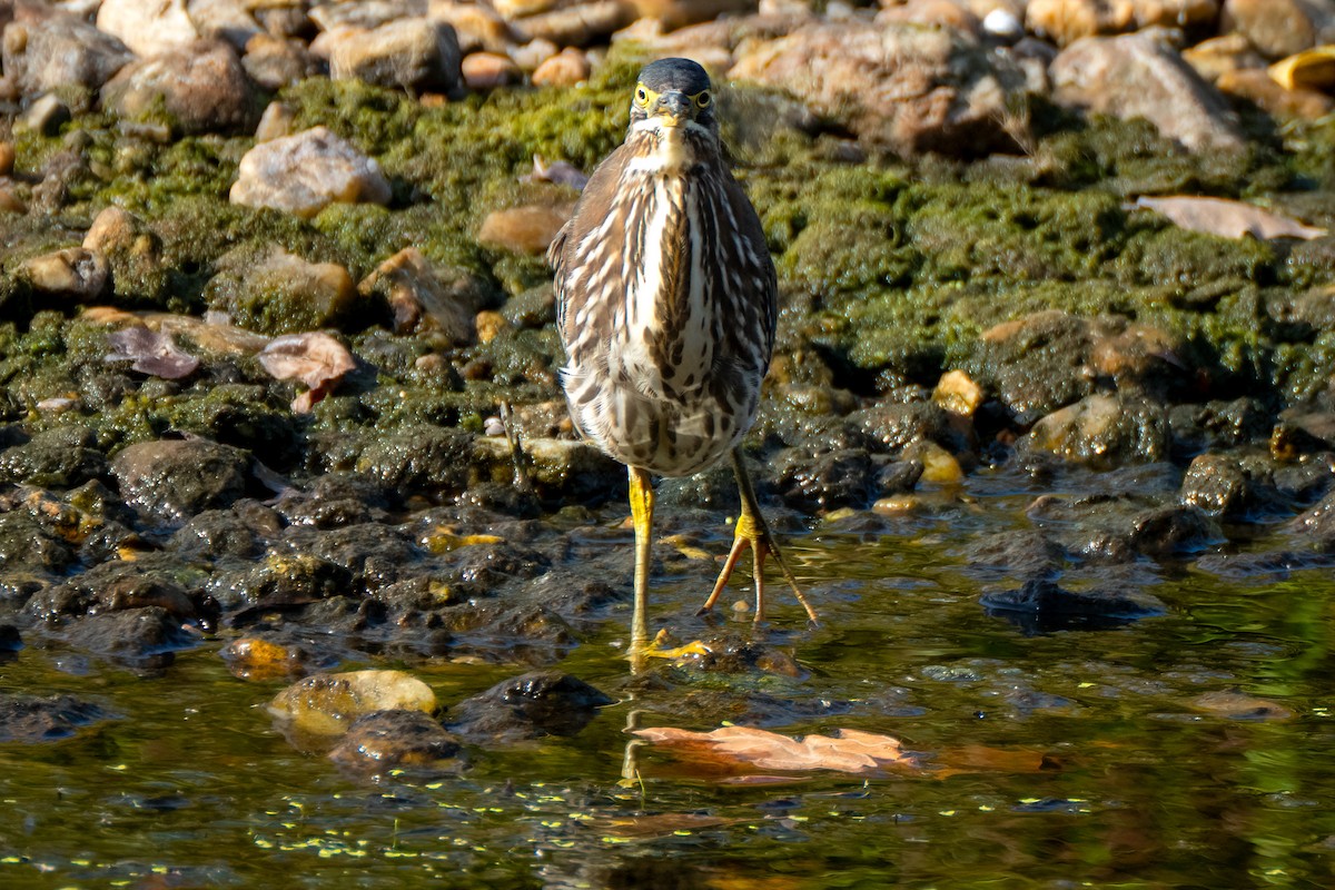 Green Heron - ML642345963