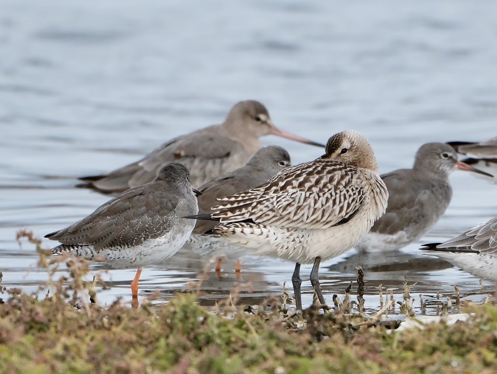 Bar-tailed Godwit - ML642345965