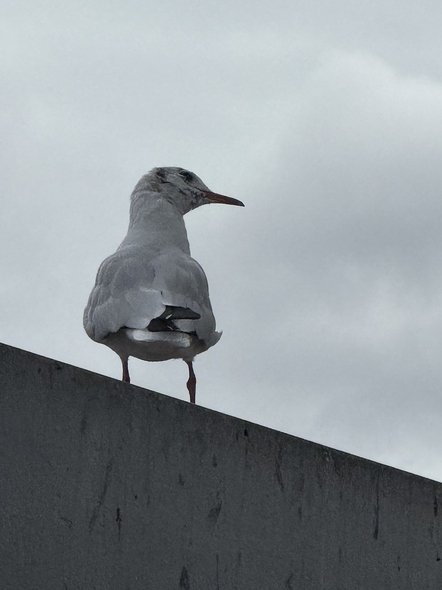 Black-headed Gull - ML642345966