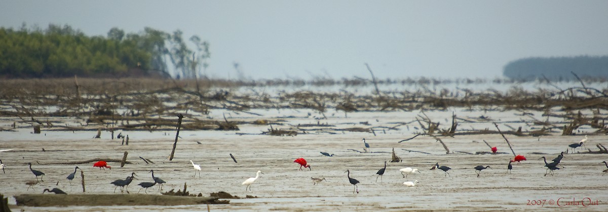 Ibis scarlatto - ML642345984