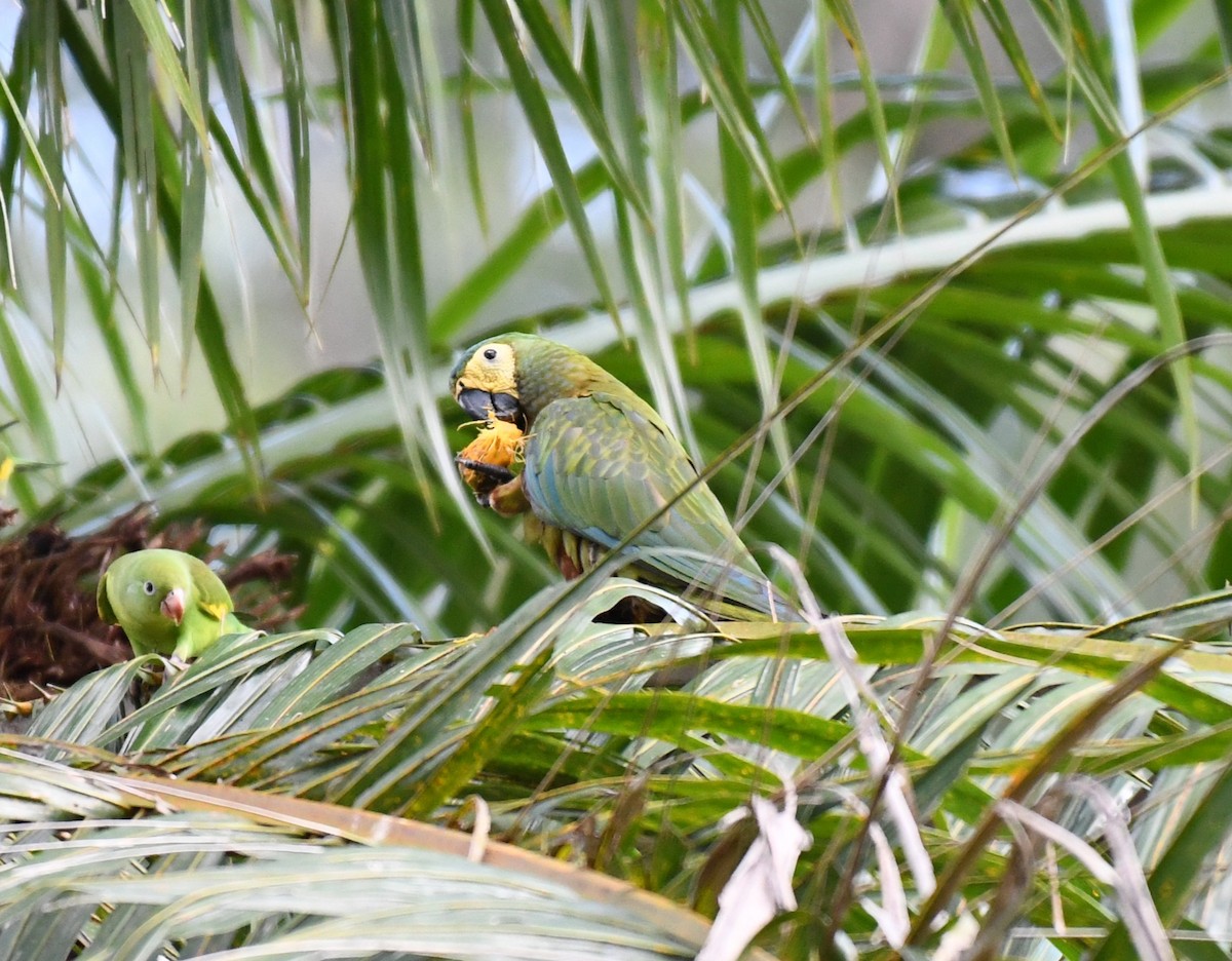 Red-bellied Macaw - ML642345993