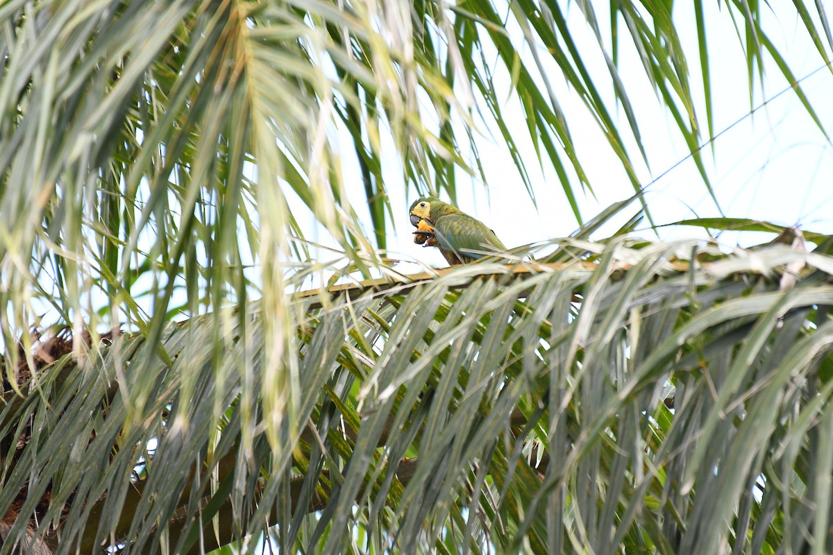Red-bellied Macaw - ML642345996