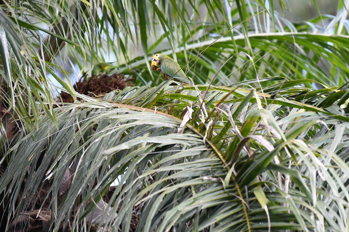 Red-bellied Macaw - ML642345997