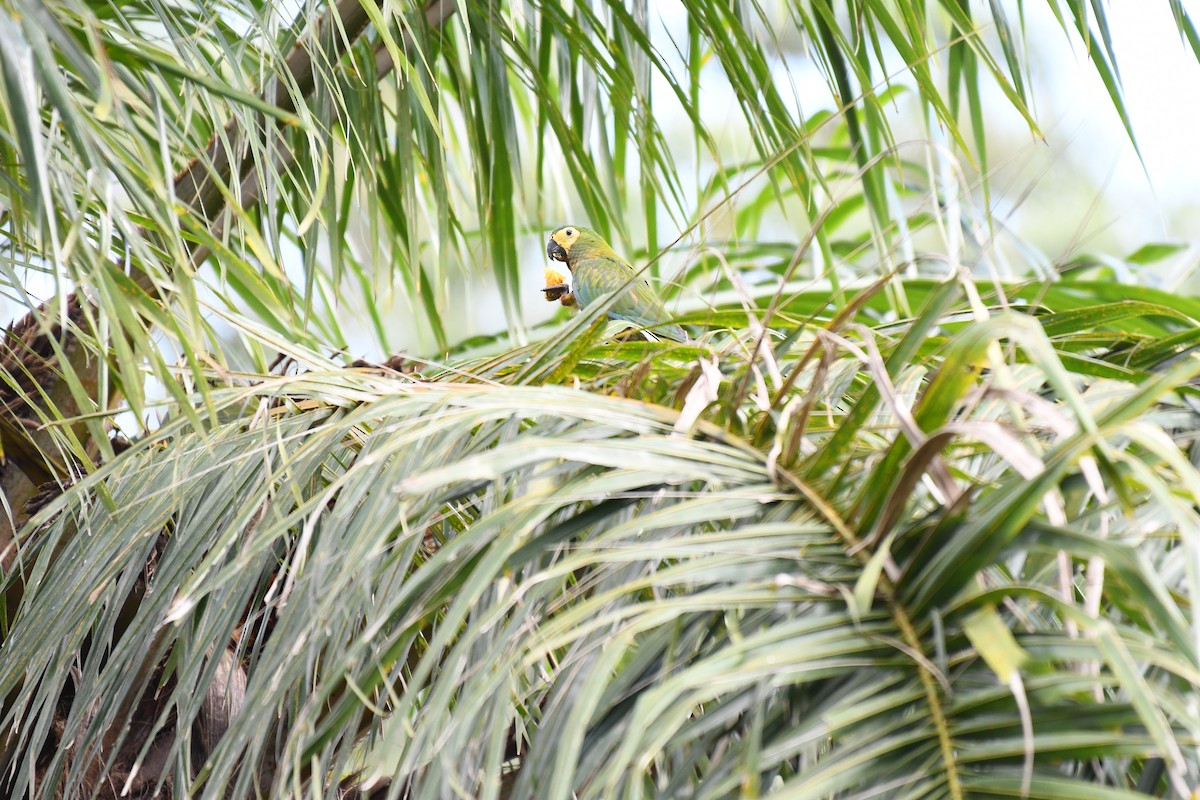 Red-bellied Macaw - ML642345998
