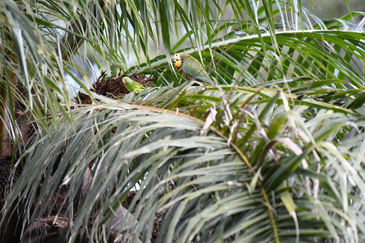 Red-bellied Macaw - ML642345999