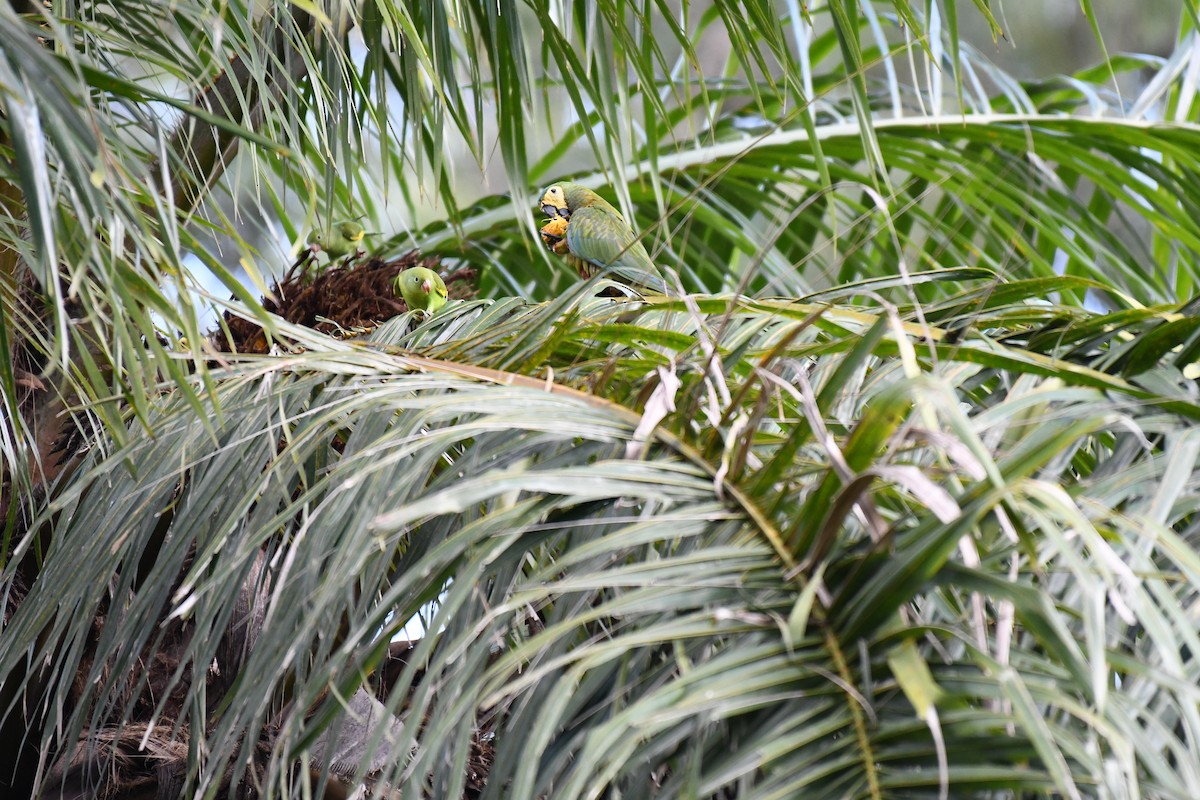 Red-bellied Macaw - ML642346000