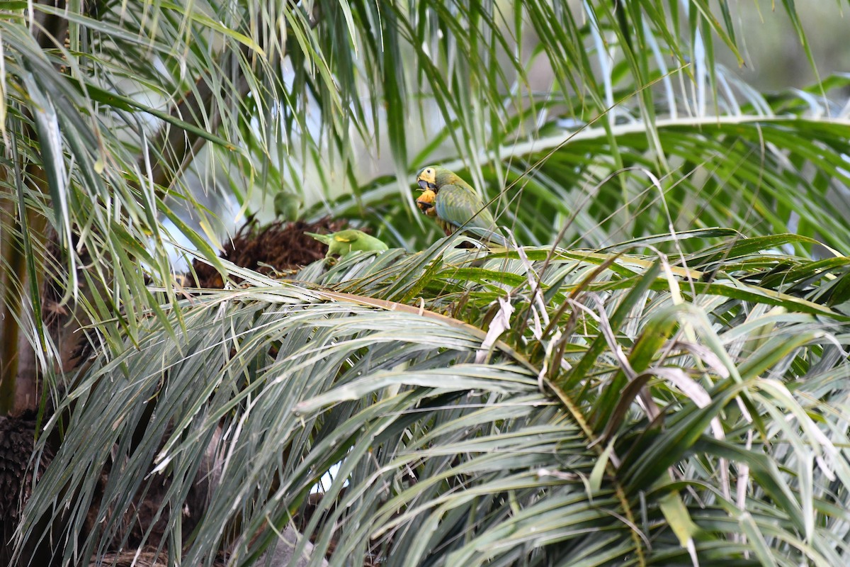 Red-bellied Macaw - ML642346001
