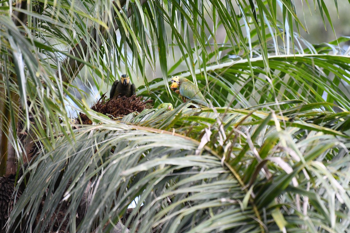 Red-bellied Macaw - ML642346002