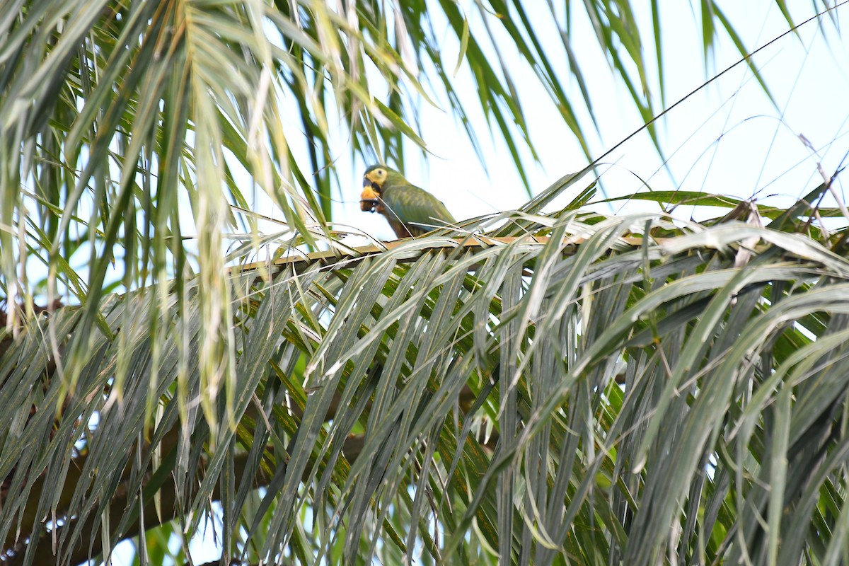 Red-bellied Macaw - ML642346003