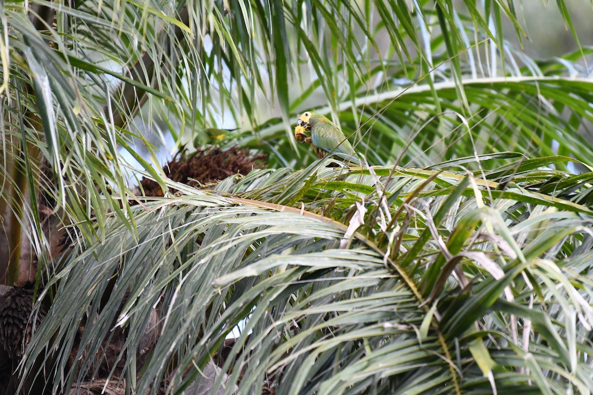 Red-bellied Macaw - ML642346004