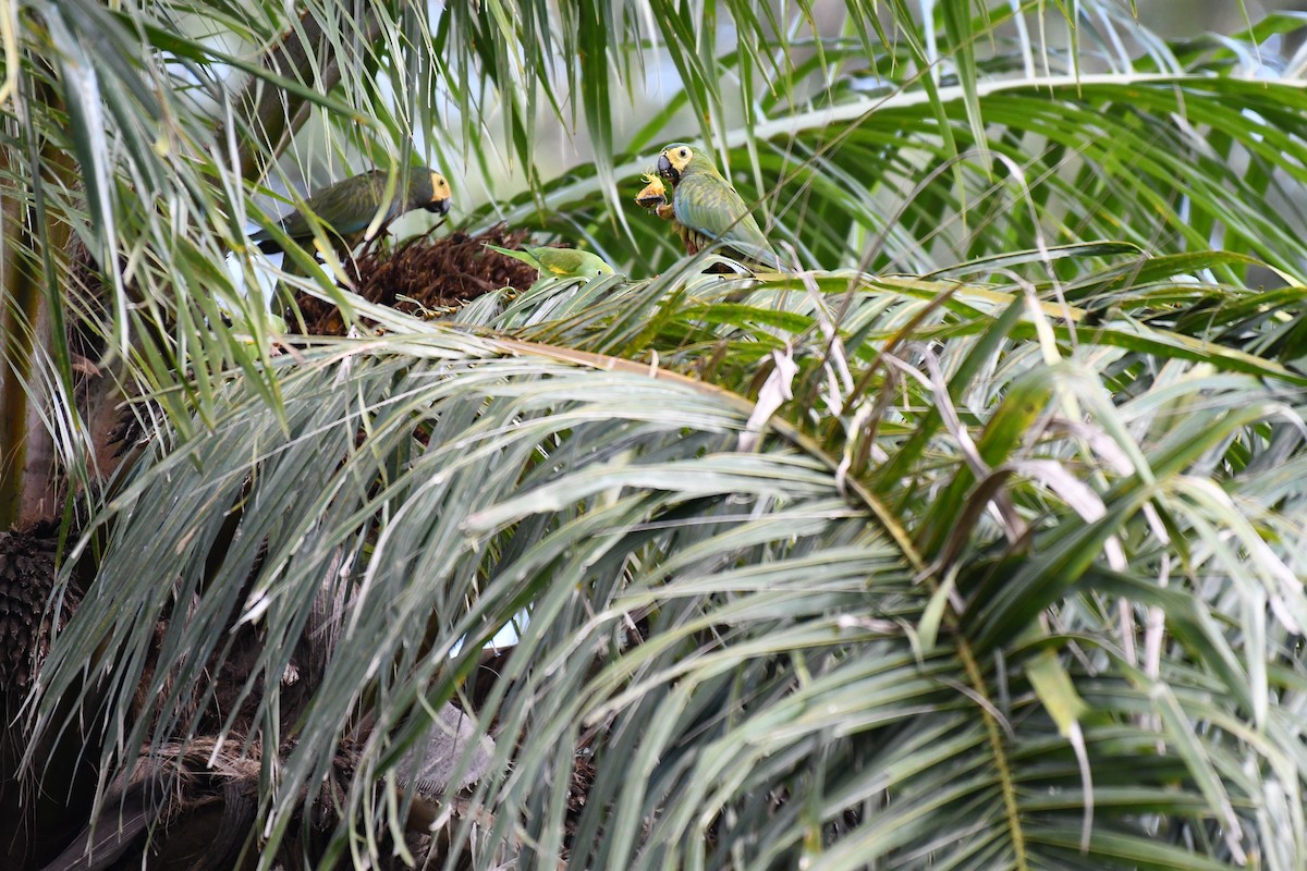 Red-bellied Macaw - ML642346006