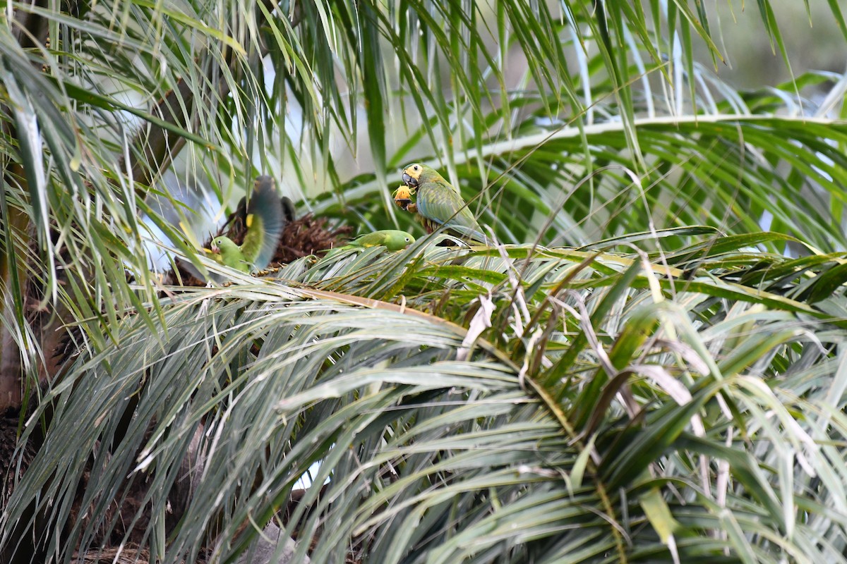 Red-bellied Macaw - ML642346007